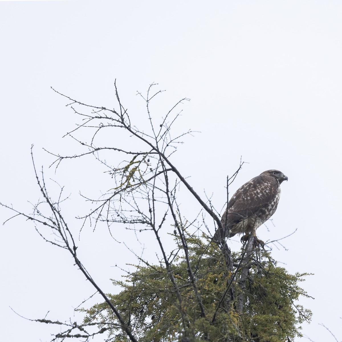 Kızıl Kuyruklu Şahin - ML646897561