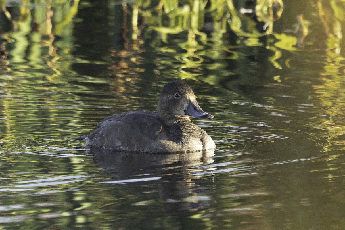 Amerika Elmabaşı - ML646897563