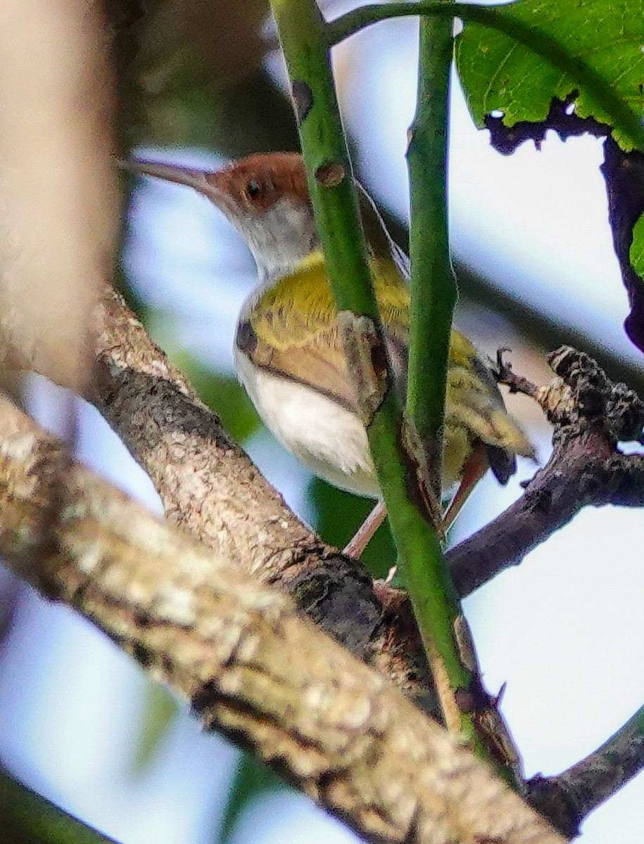 Terzikuşu - ML646897564