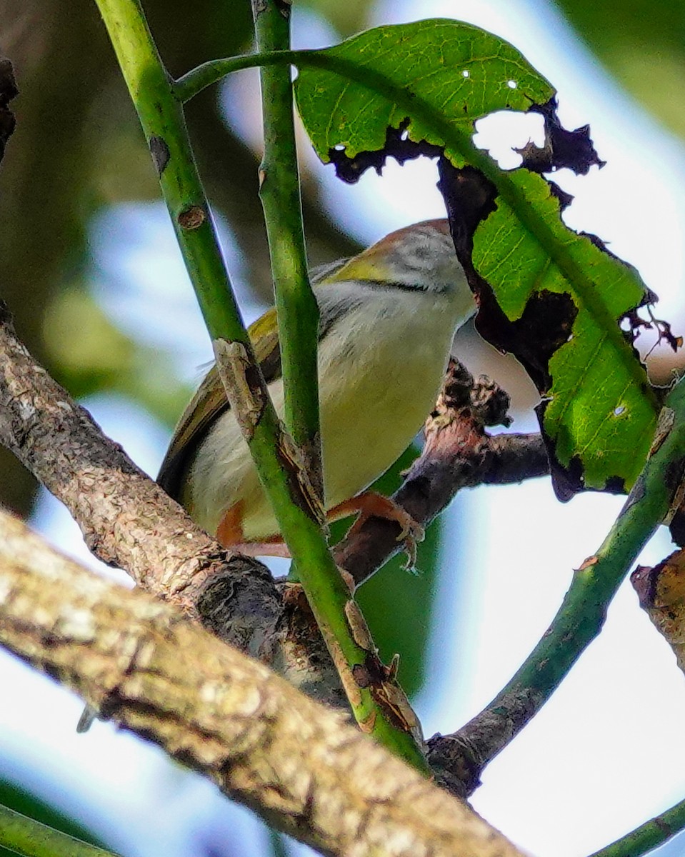 Terzikuşu - ML646897565