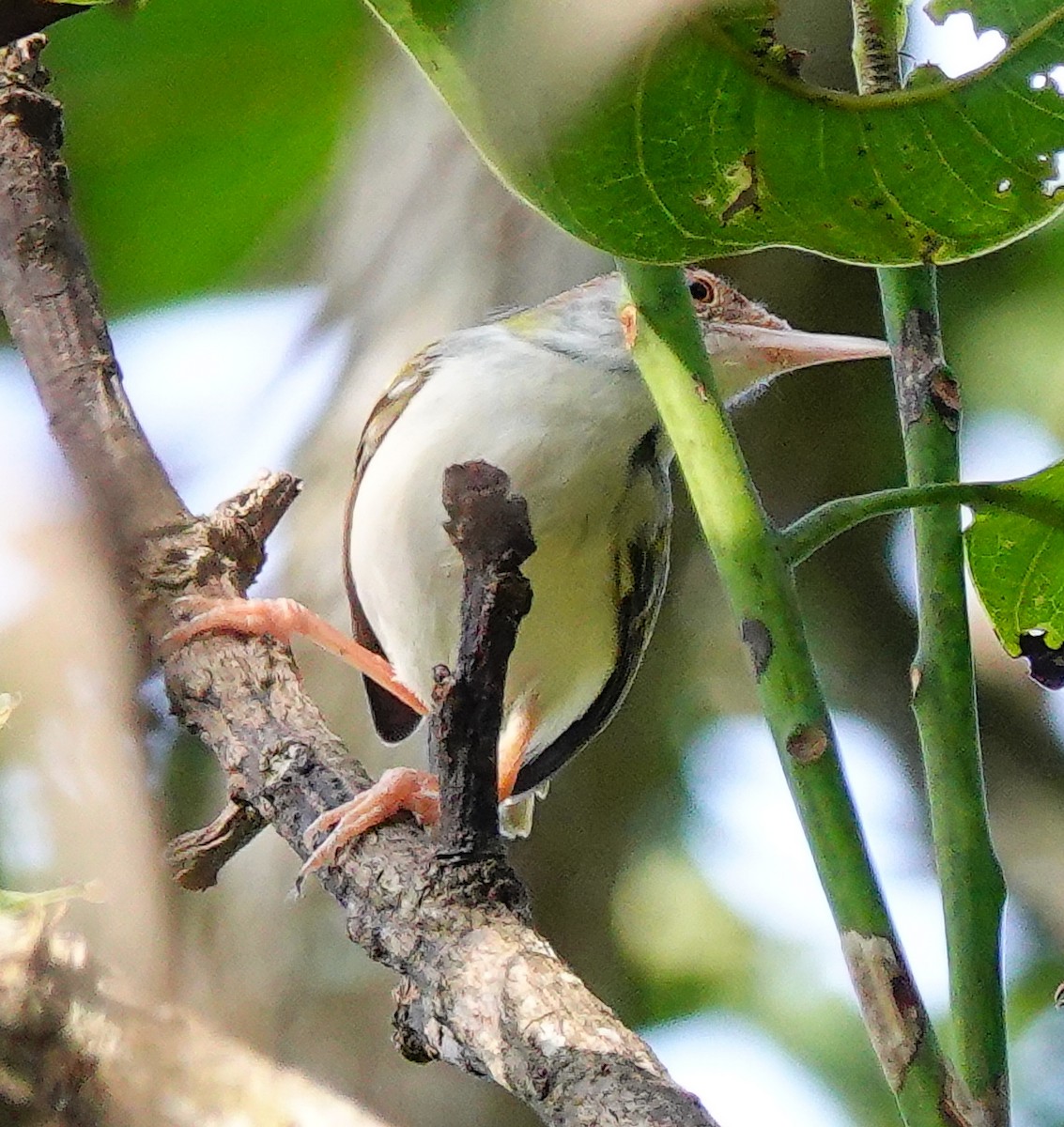 Terzikuşu - ML646897566