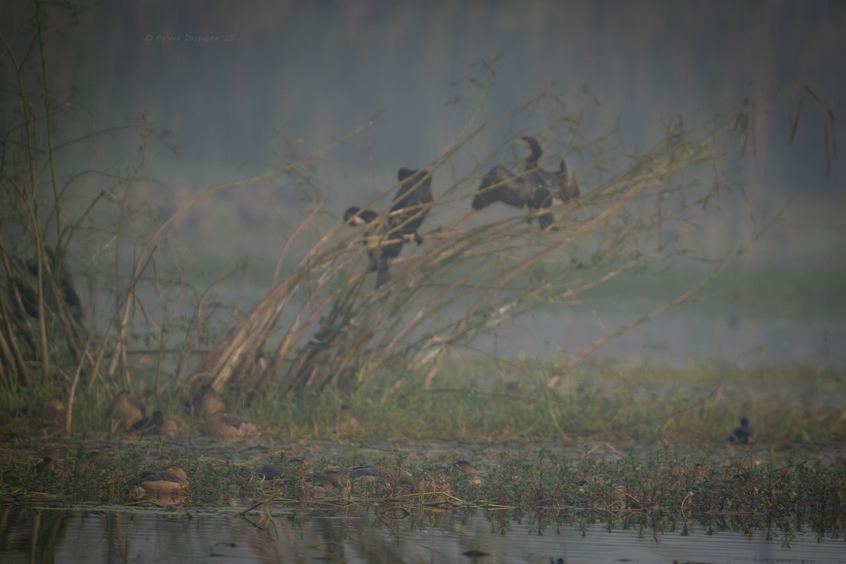 Kara Küçük Karabatak - ML646897567