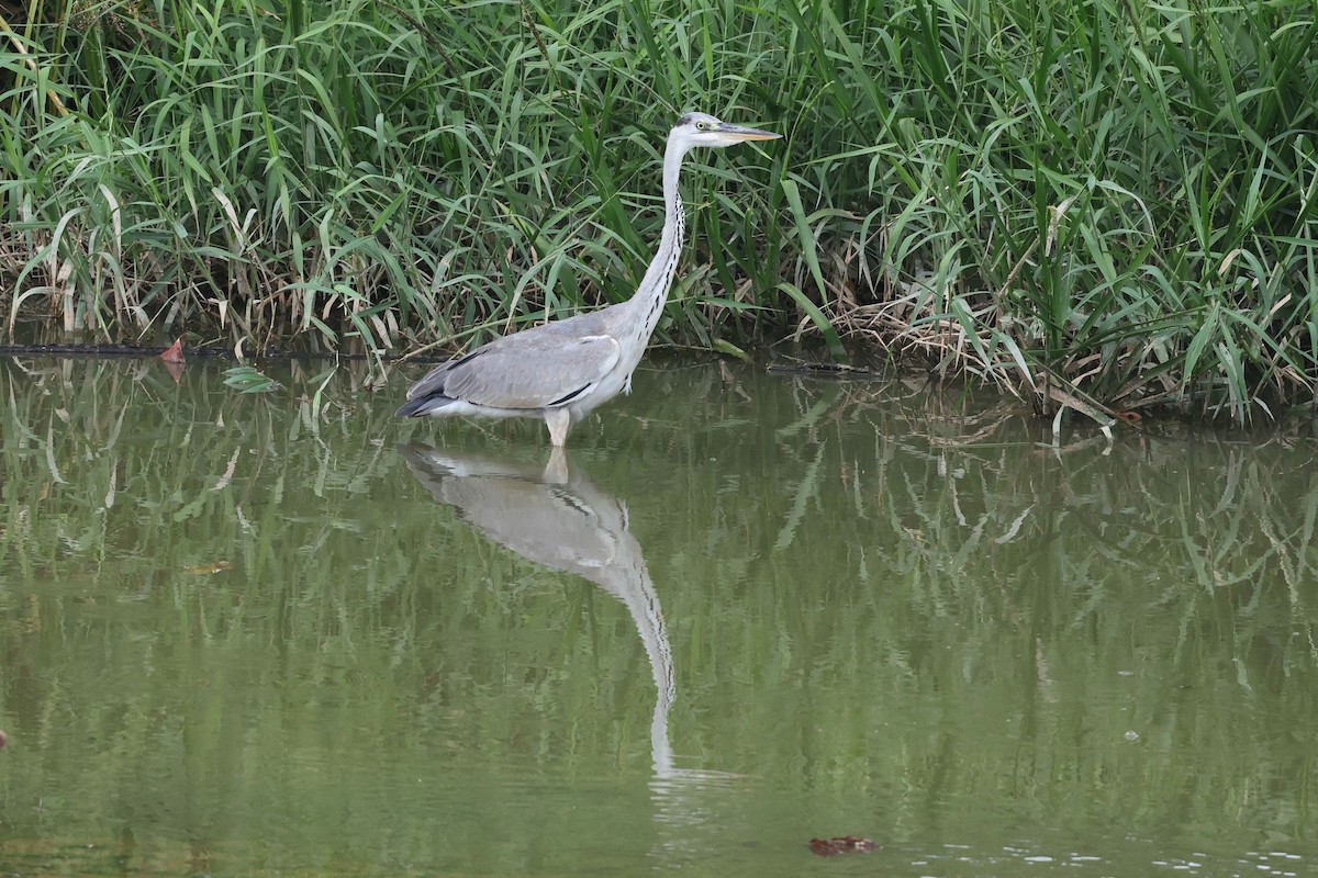 Gri Balıkçıl - ML646897568