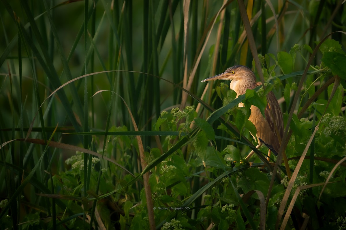 Sarı Küçük Balaban - ML646897569