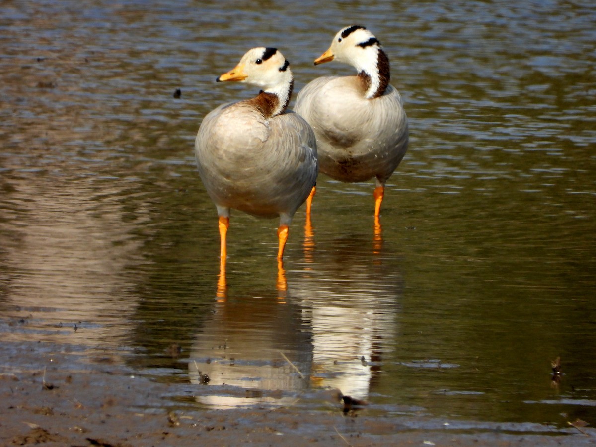 Гуска гірська - ML646897570