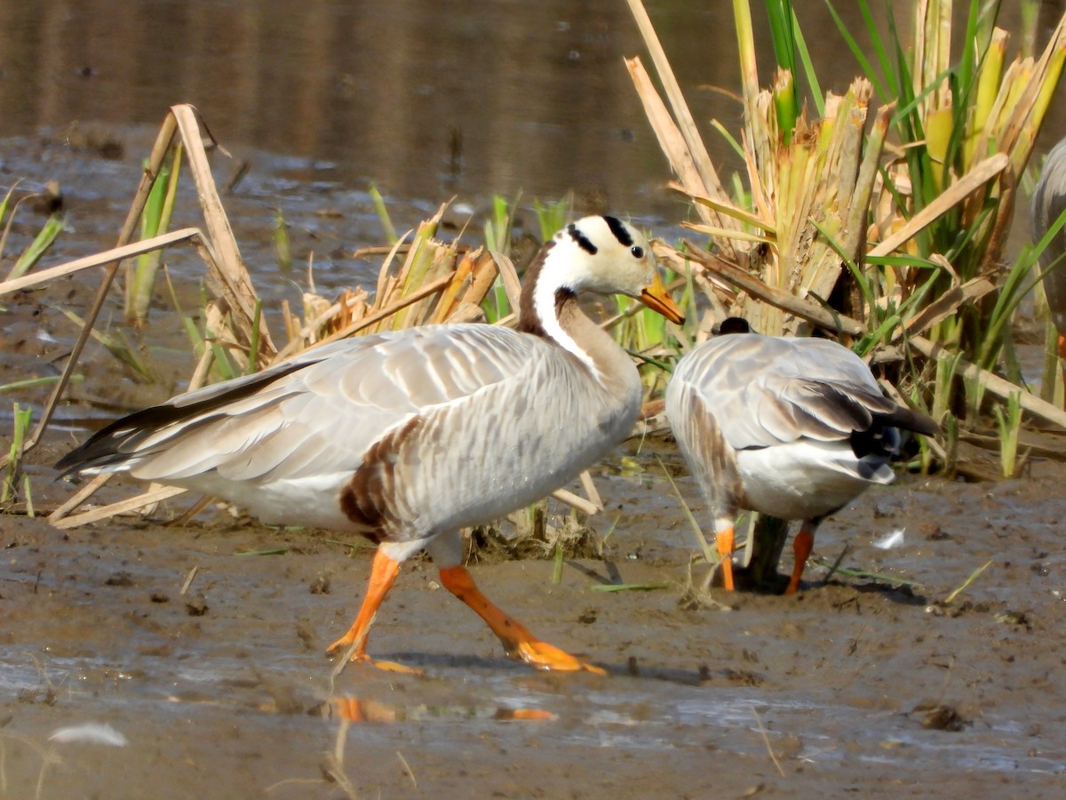 Гуска гірська - ML646897571