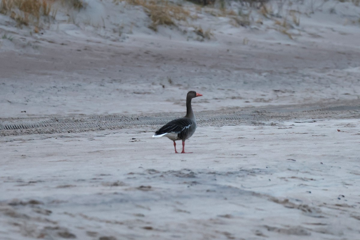 Sakarca - ML646897572