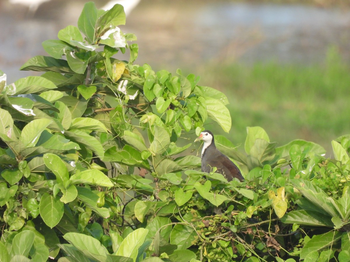 Ak Göğüslü Suyelvesi - ML646897573