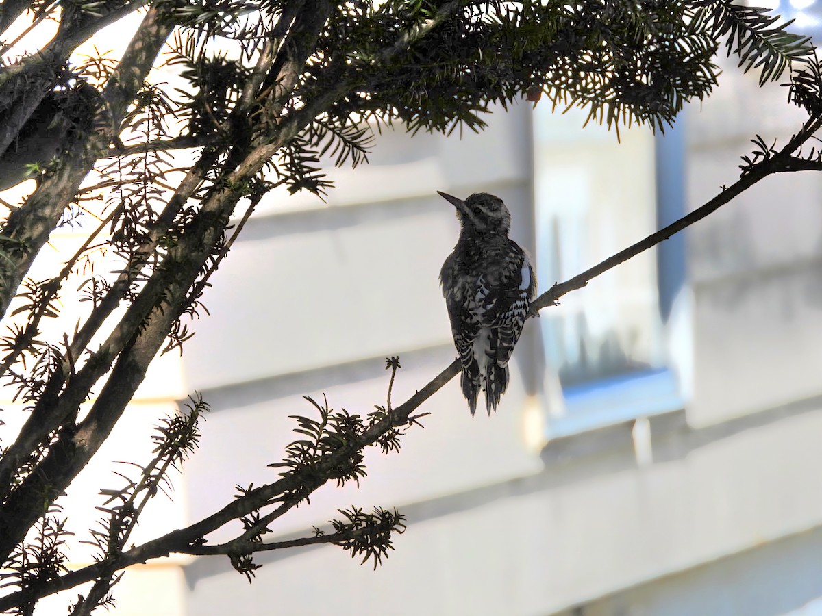 Дятел-смоктун жовточеревий - ML646897578