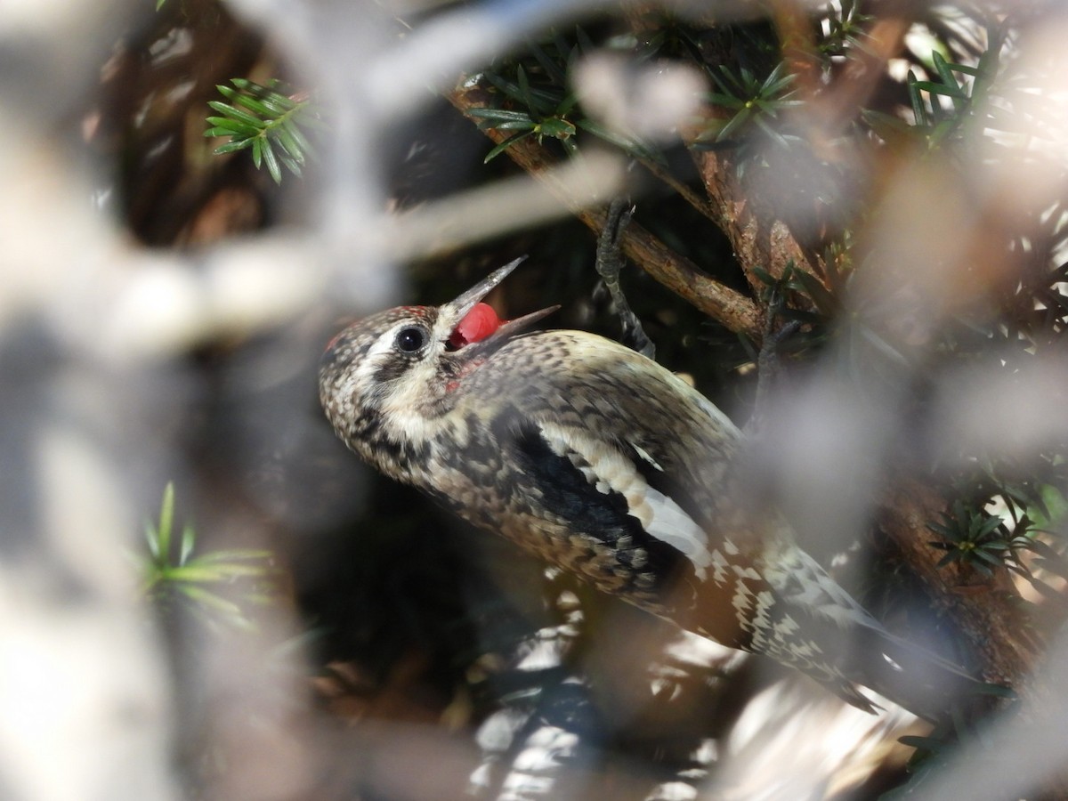 Дятел-смоктун жовточеревий - ML646897579