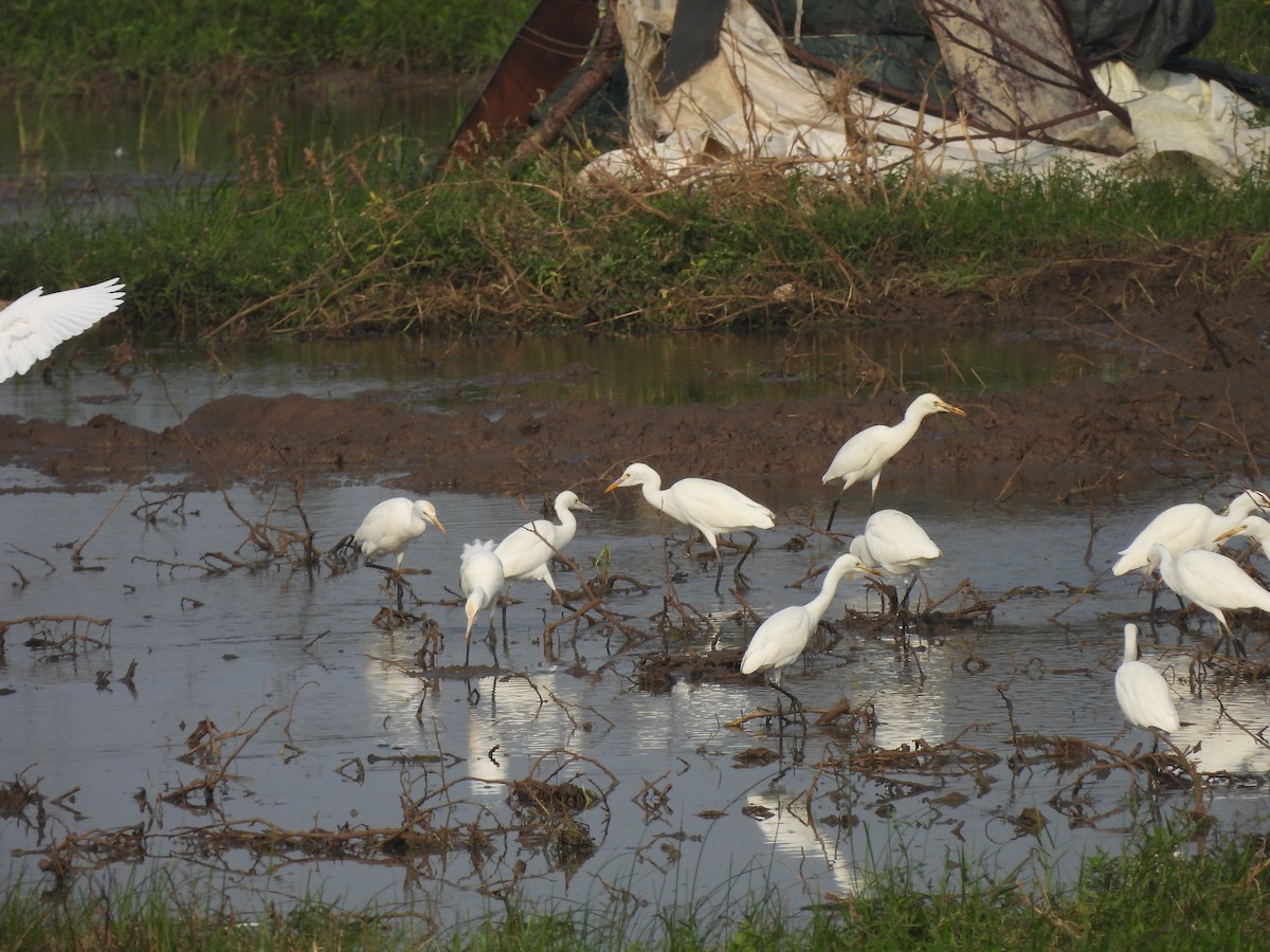 Чапля єгипетська східна - ML646897580