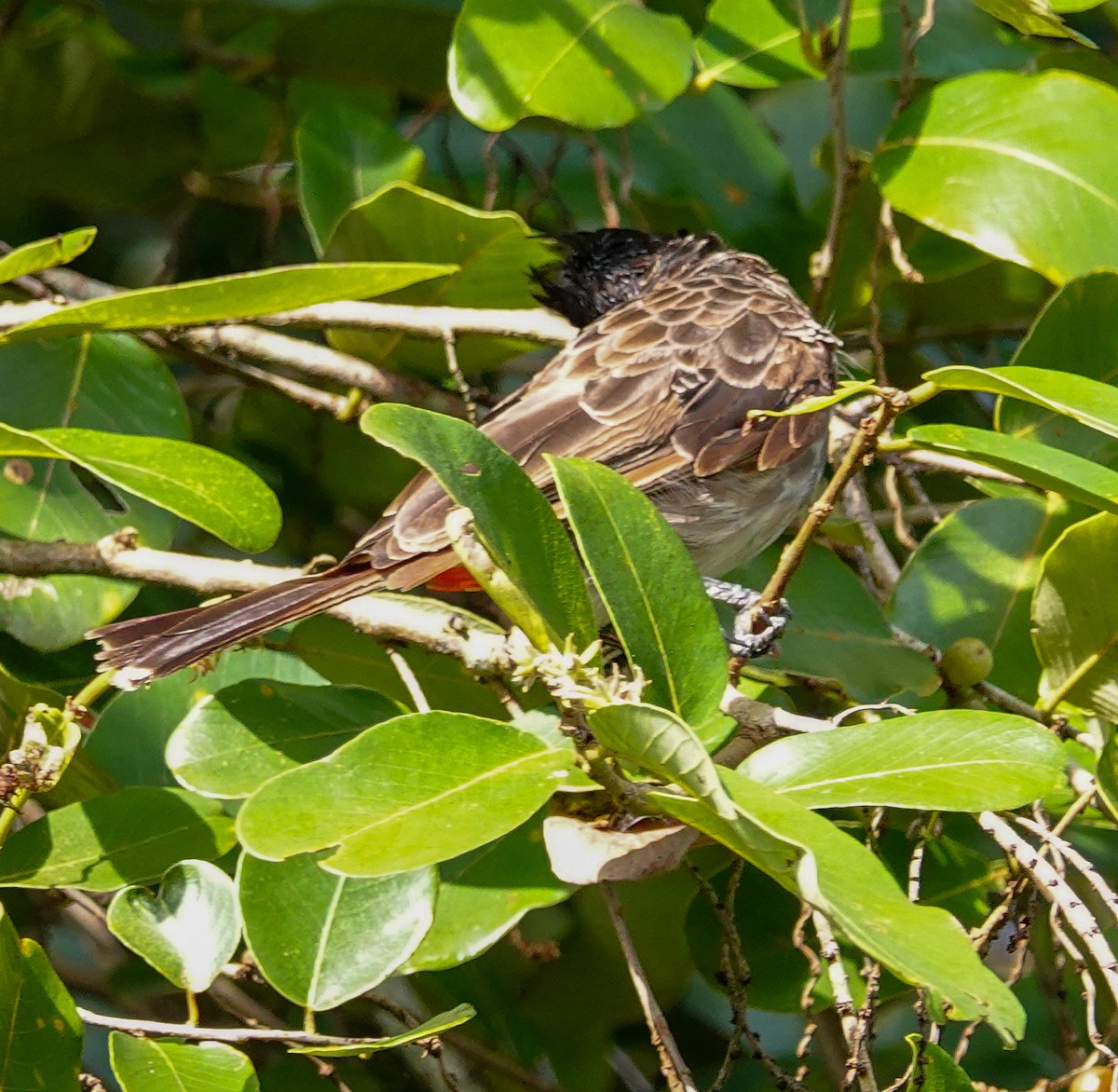 Бюльбюль червоногузий - ML646897581