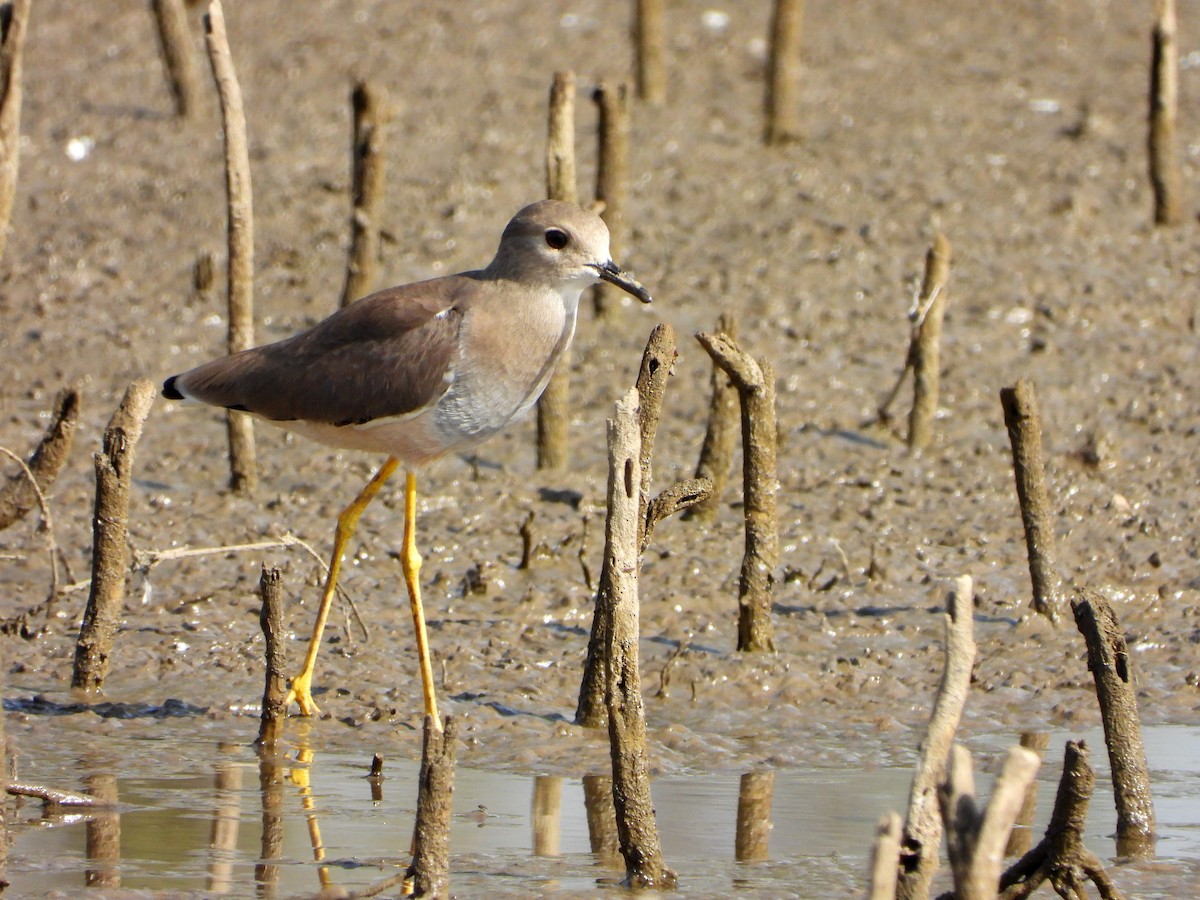 White-tailed Lapwing - ML646897582