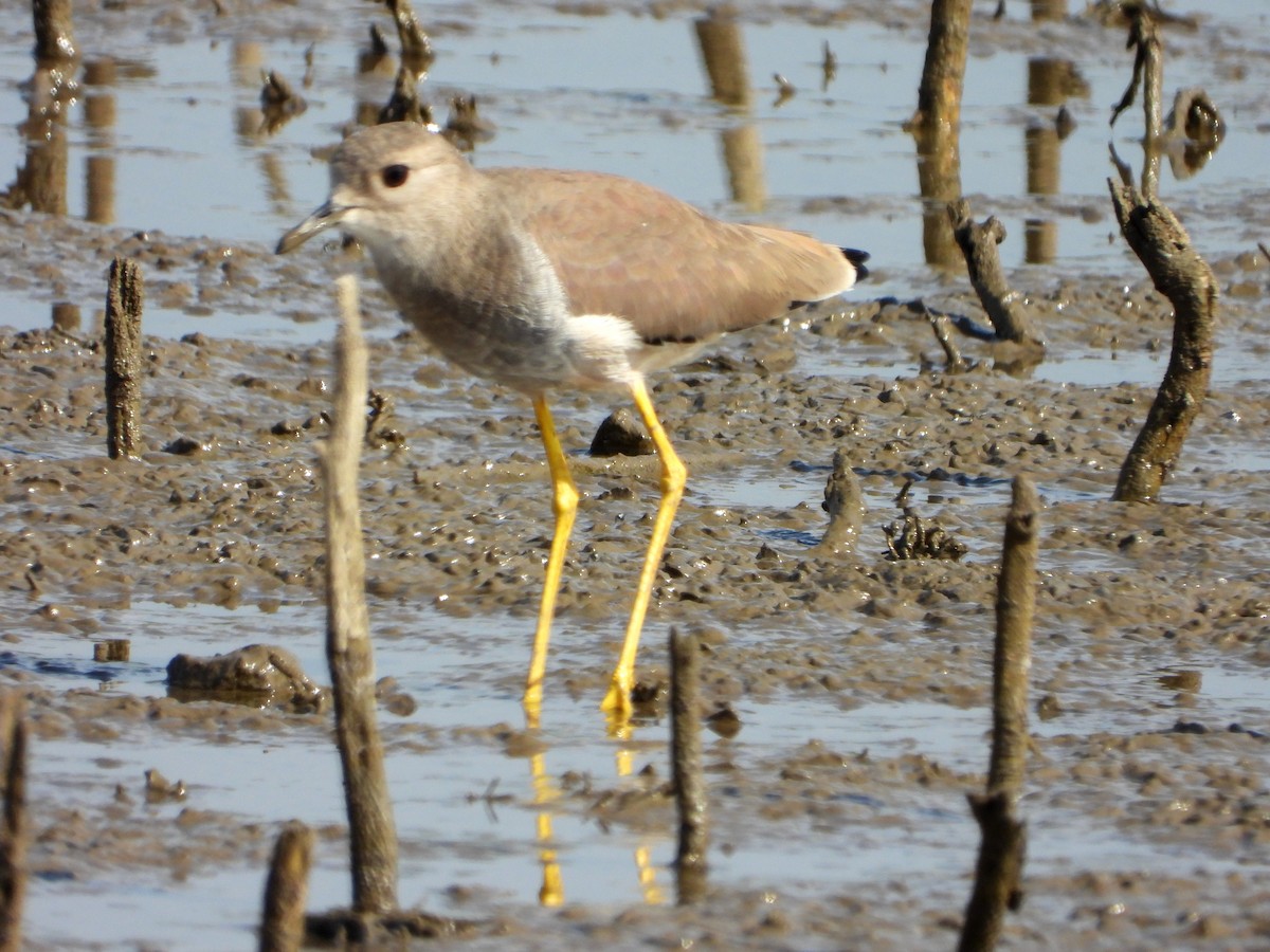 White-tailed Lapwing - ML646897583