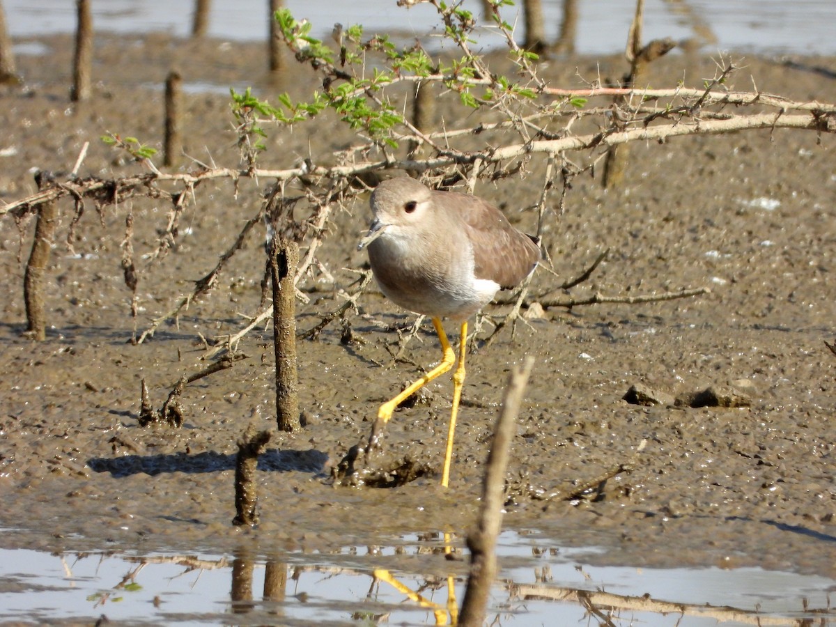 White-tailed Lapwing - ML646897584