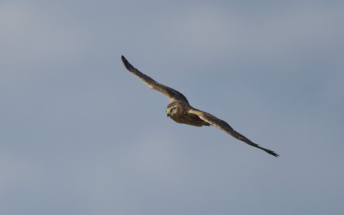 Лунь польовий - ML646897586