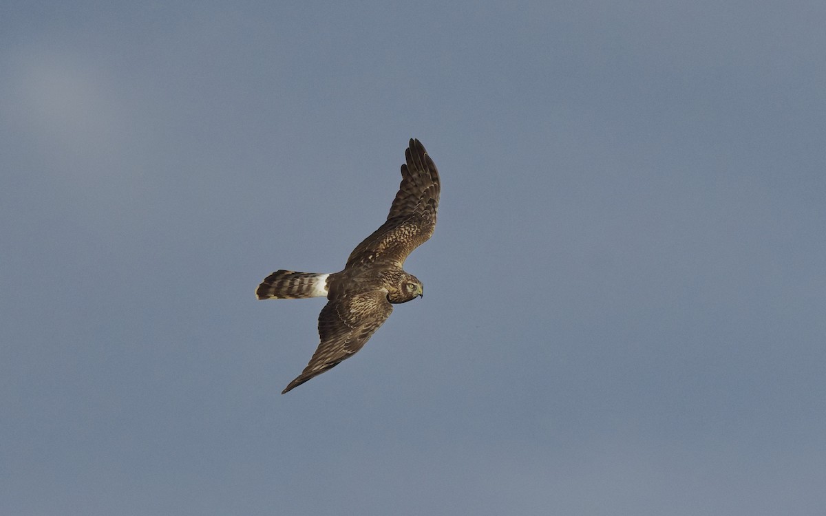 Лунь польовий - ML646897587