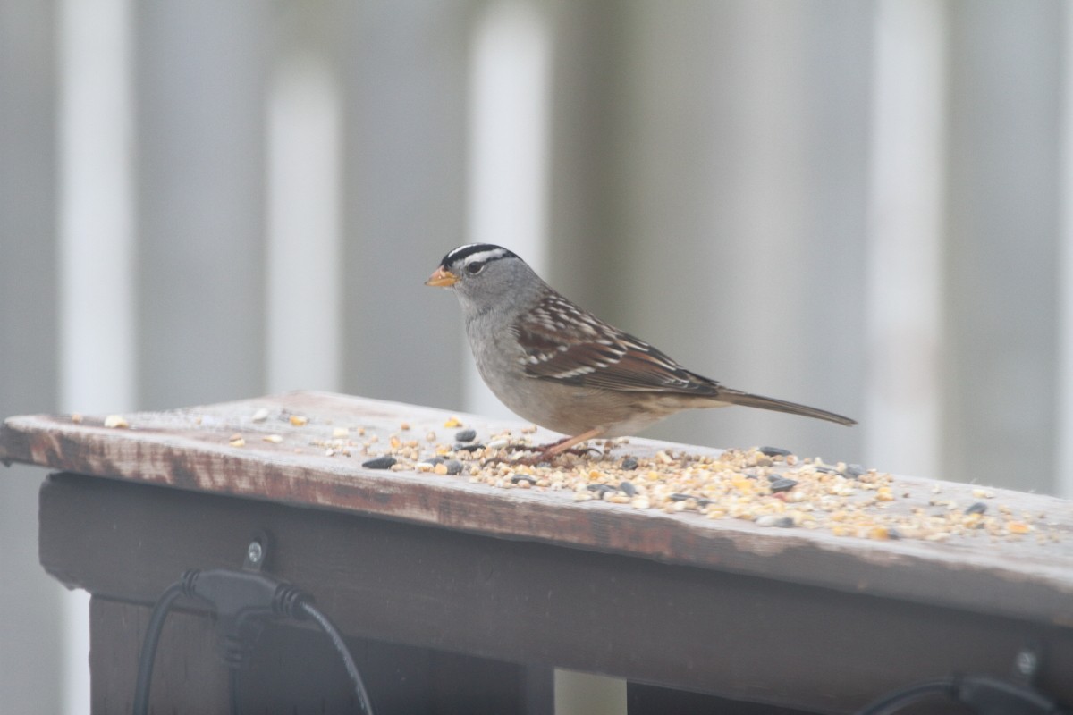 White-crowned Sparrow - ML646897588