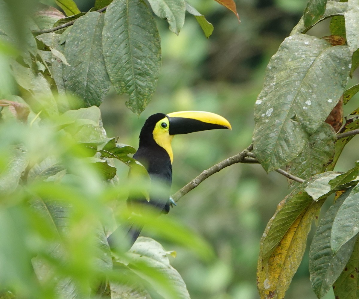 Тукан гірський - ML646897589