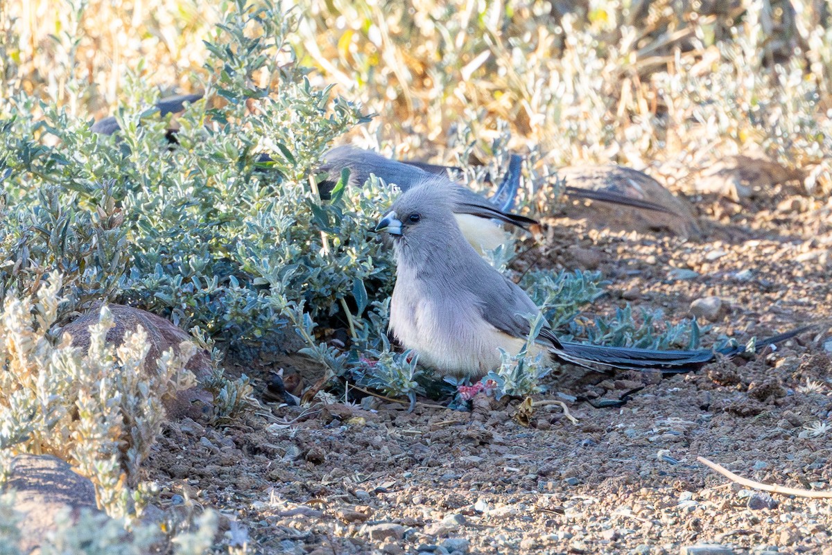 Чепіга намібійська - ML646897590