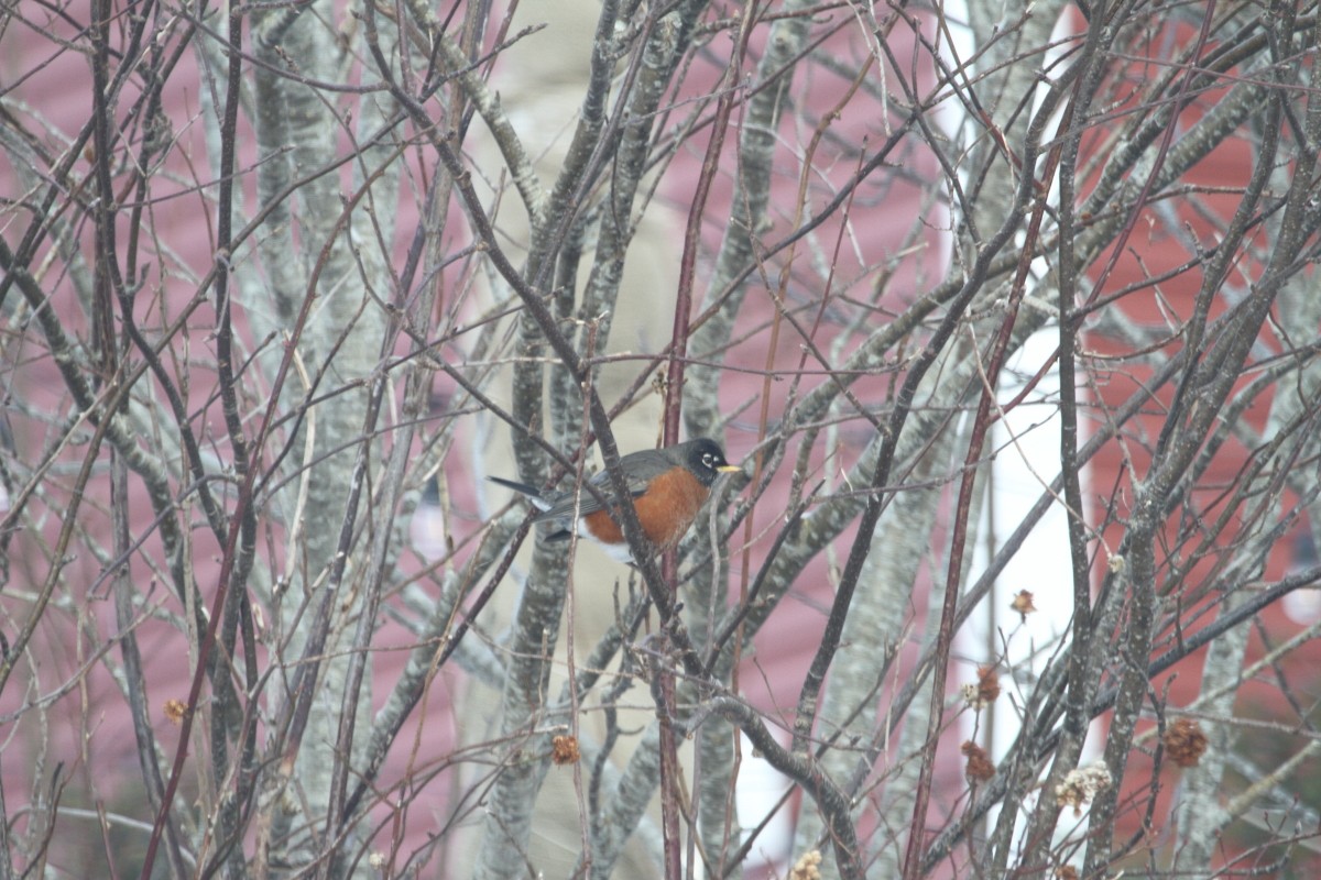 Дрізд мандрівний - ML646897591