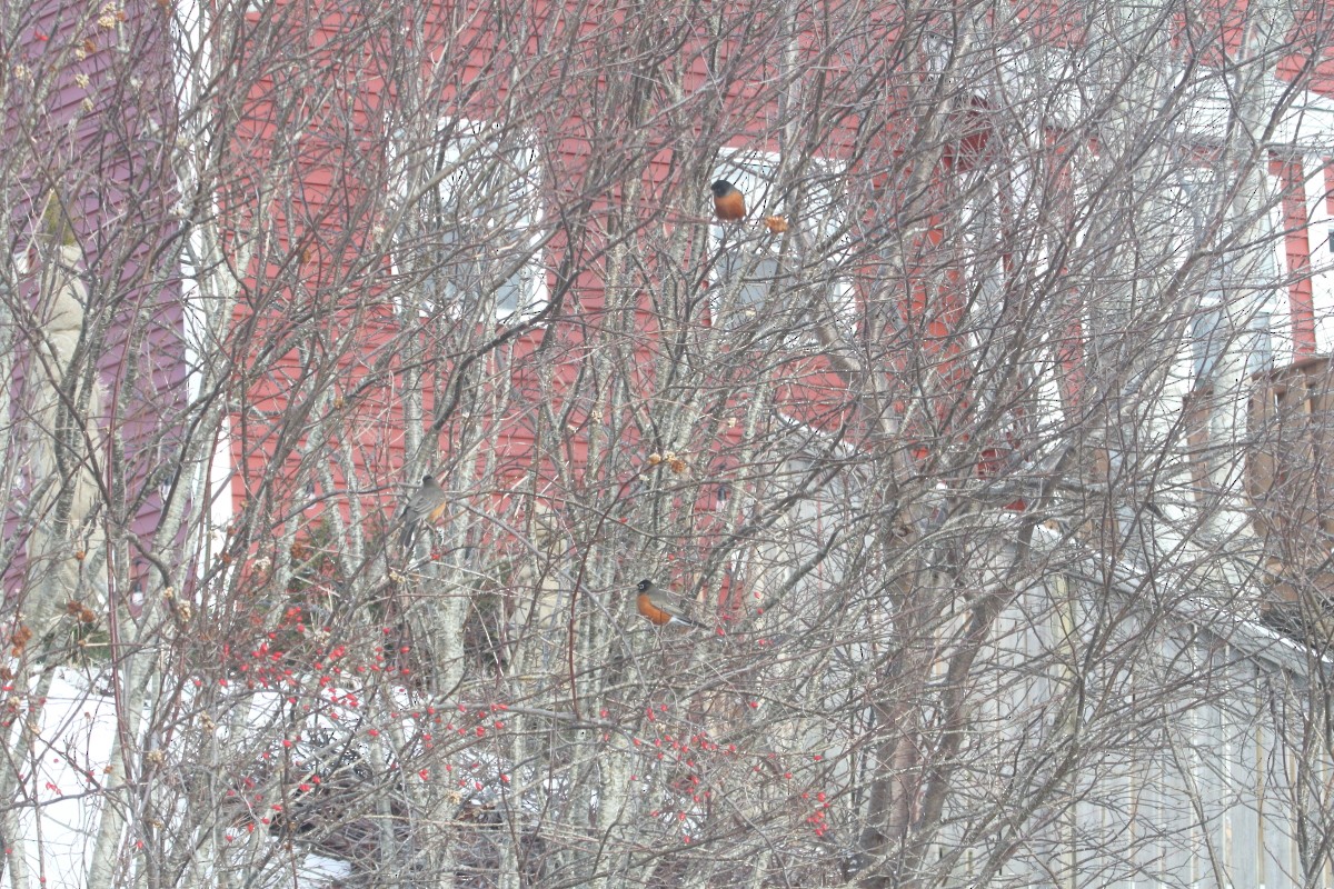 Дрізд мандрівний - ML646897592