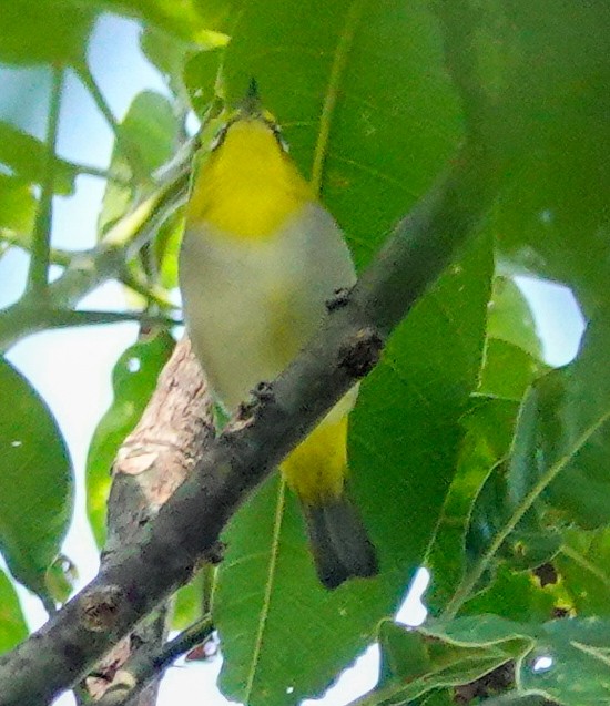 Окулярник південний - ML646897594