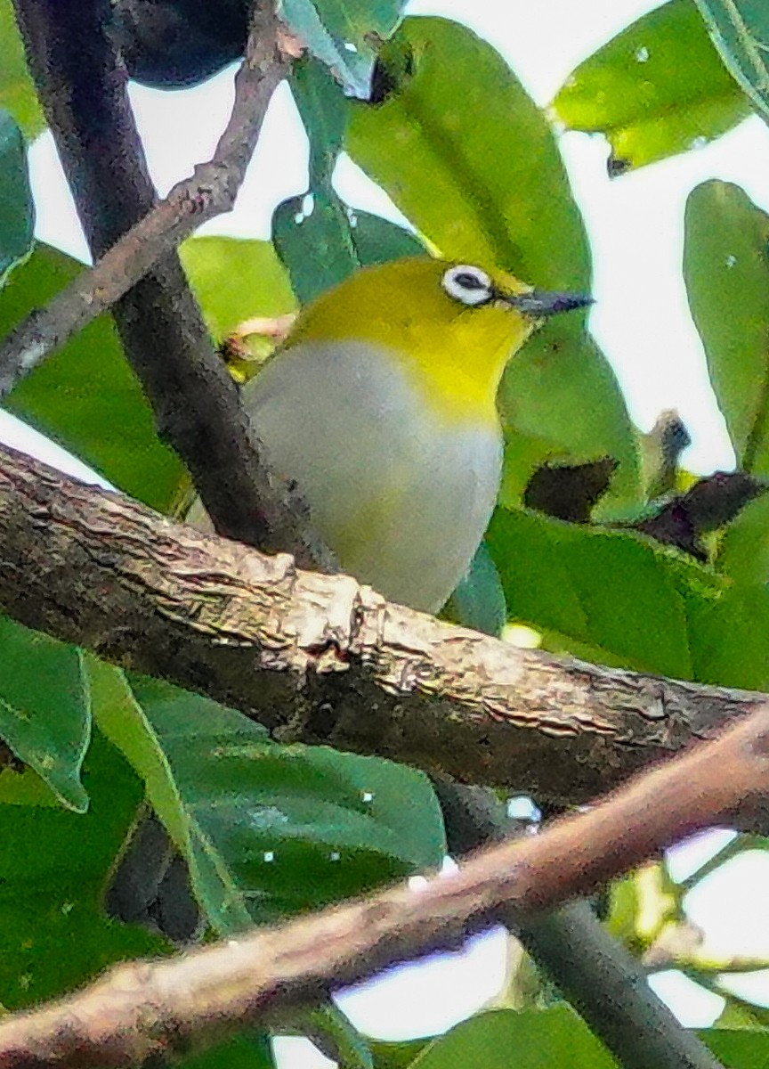 Окулярник південний - ML646897595