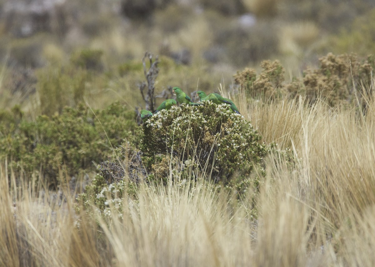 Папуга гірський - ML646897597