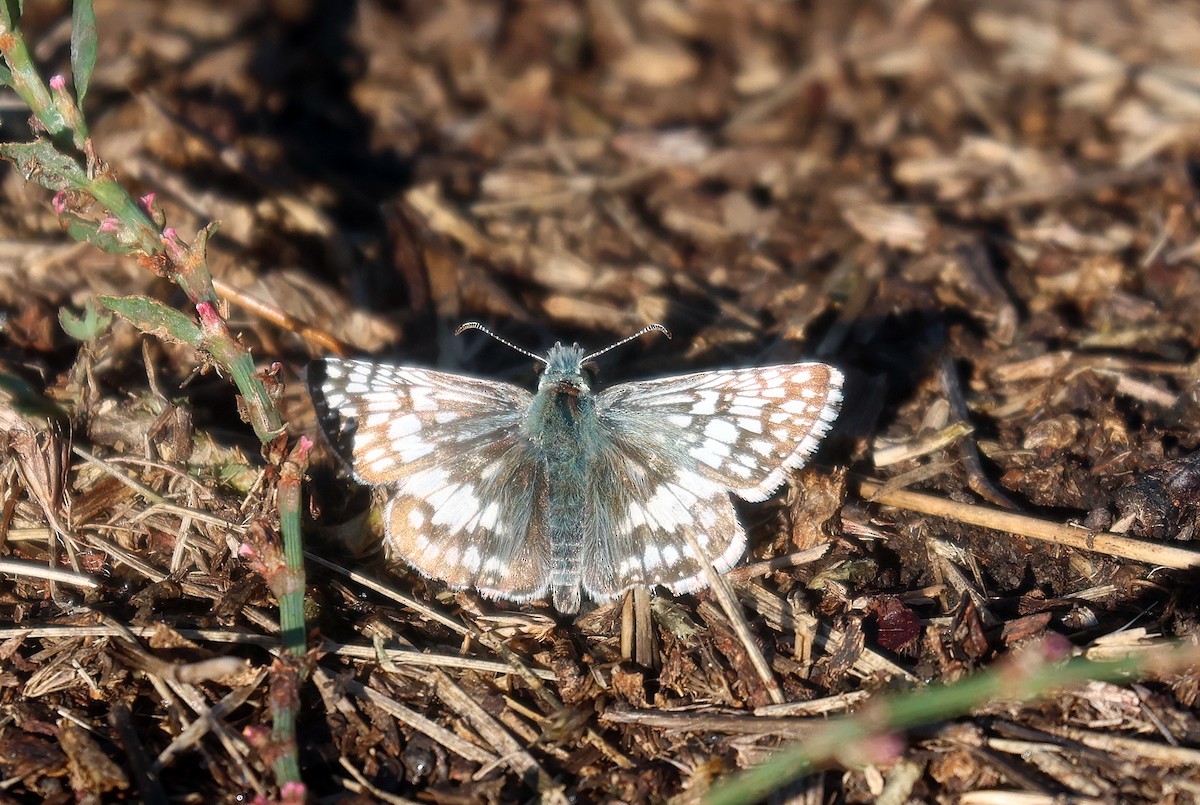 Common Checkered-Skipper - ML646897598