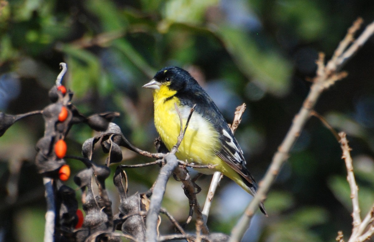 Чиж малий - ML646897599