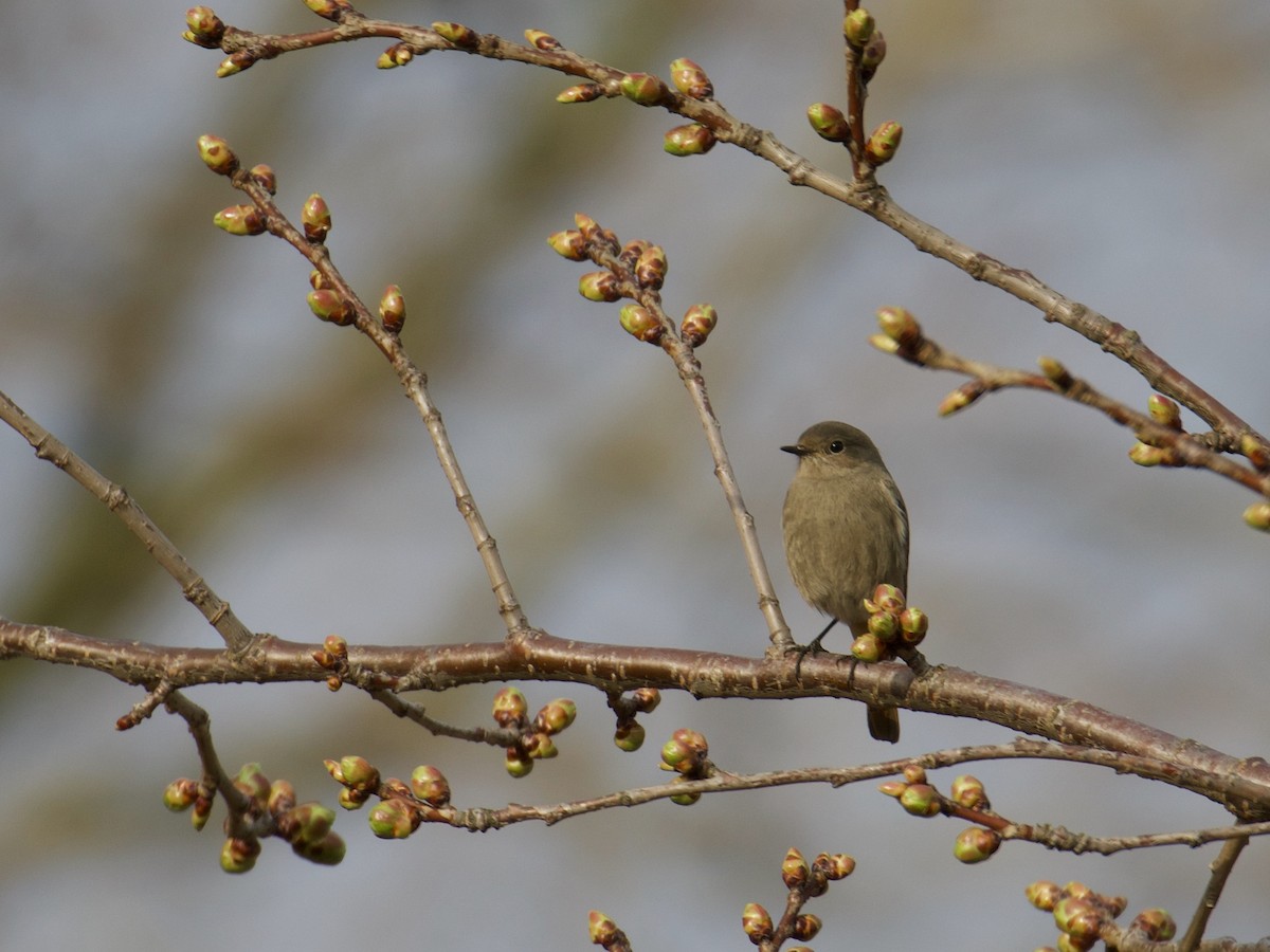 Горихвістка чорна - ML646897600