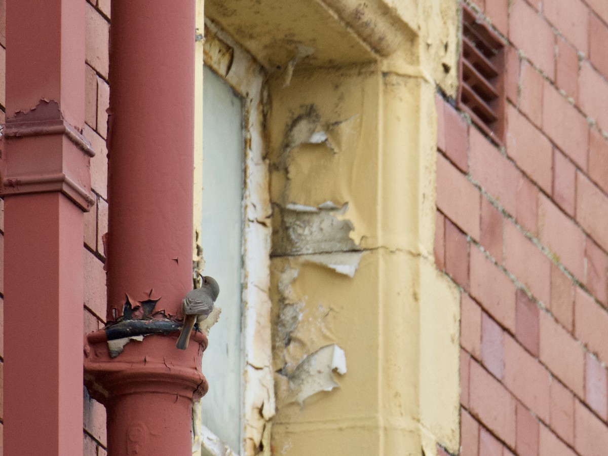 Горихвістка чорна - ML646897601