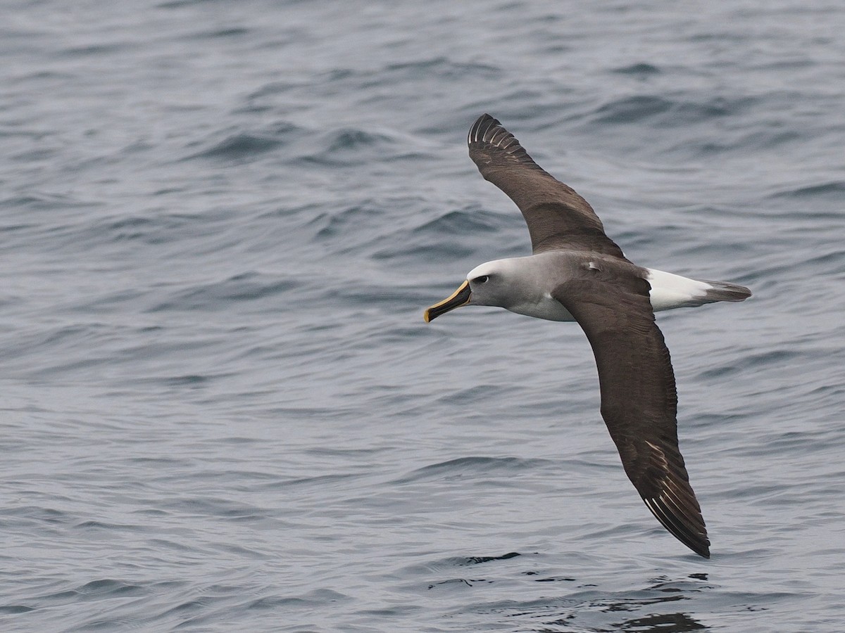 Альбатрос Бюлера - ML646897602