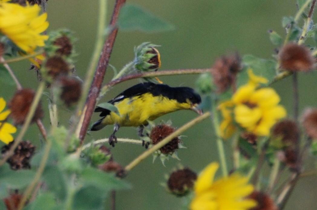 Чиж малий - ML646897603