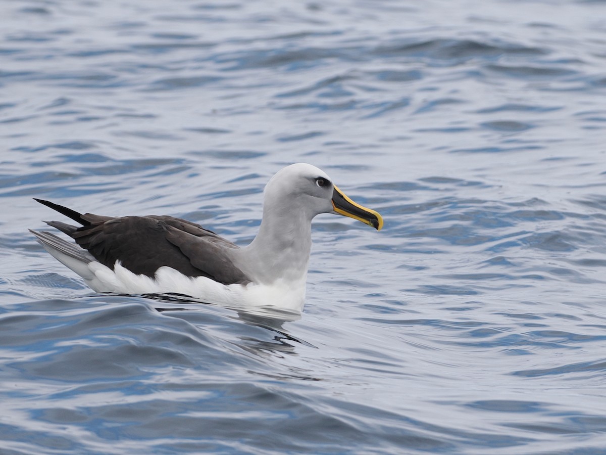 Альбатрос Бюлера - ML646897604