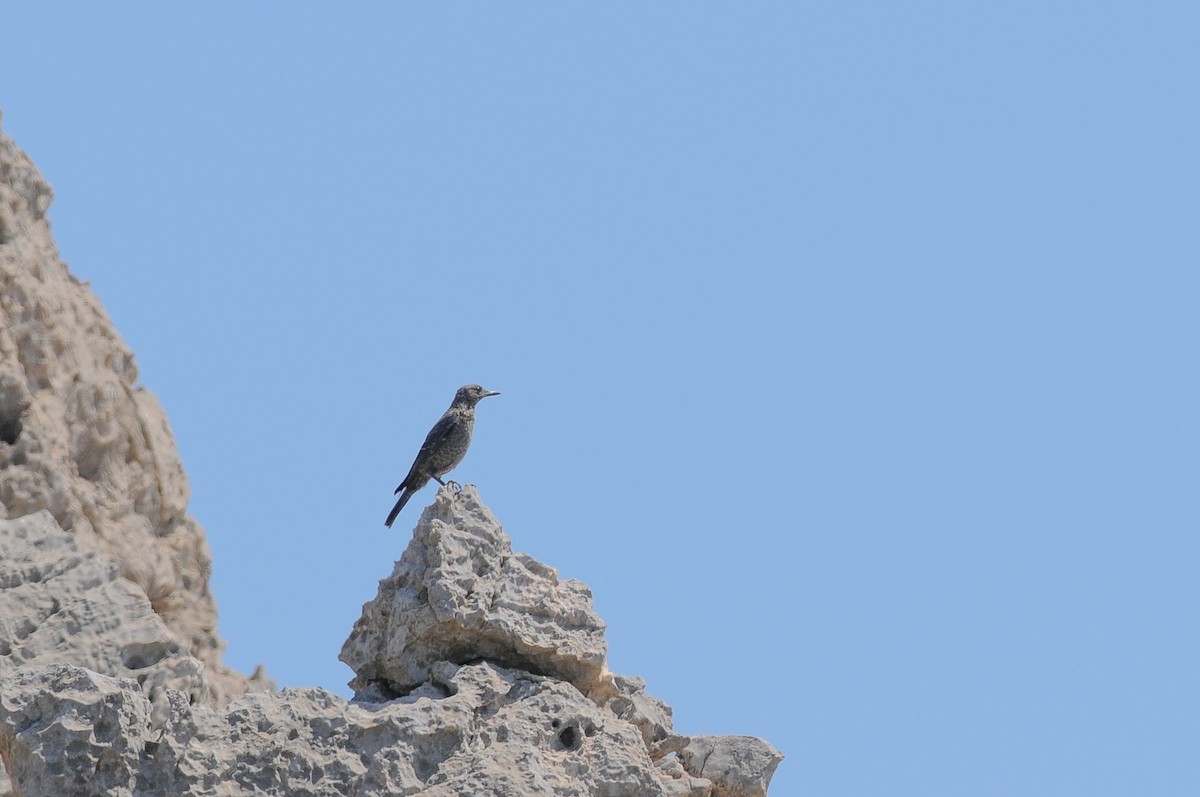 Скеляр синій - ML646897605