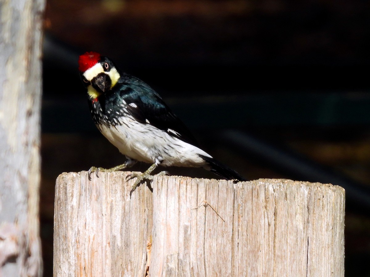 Гіла чорновола - ML646897606