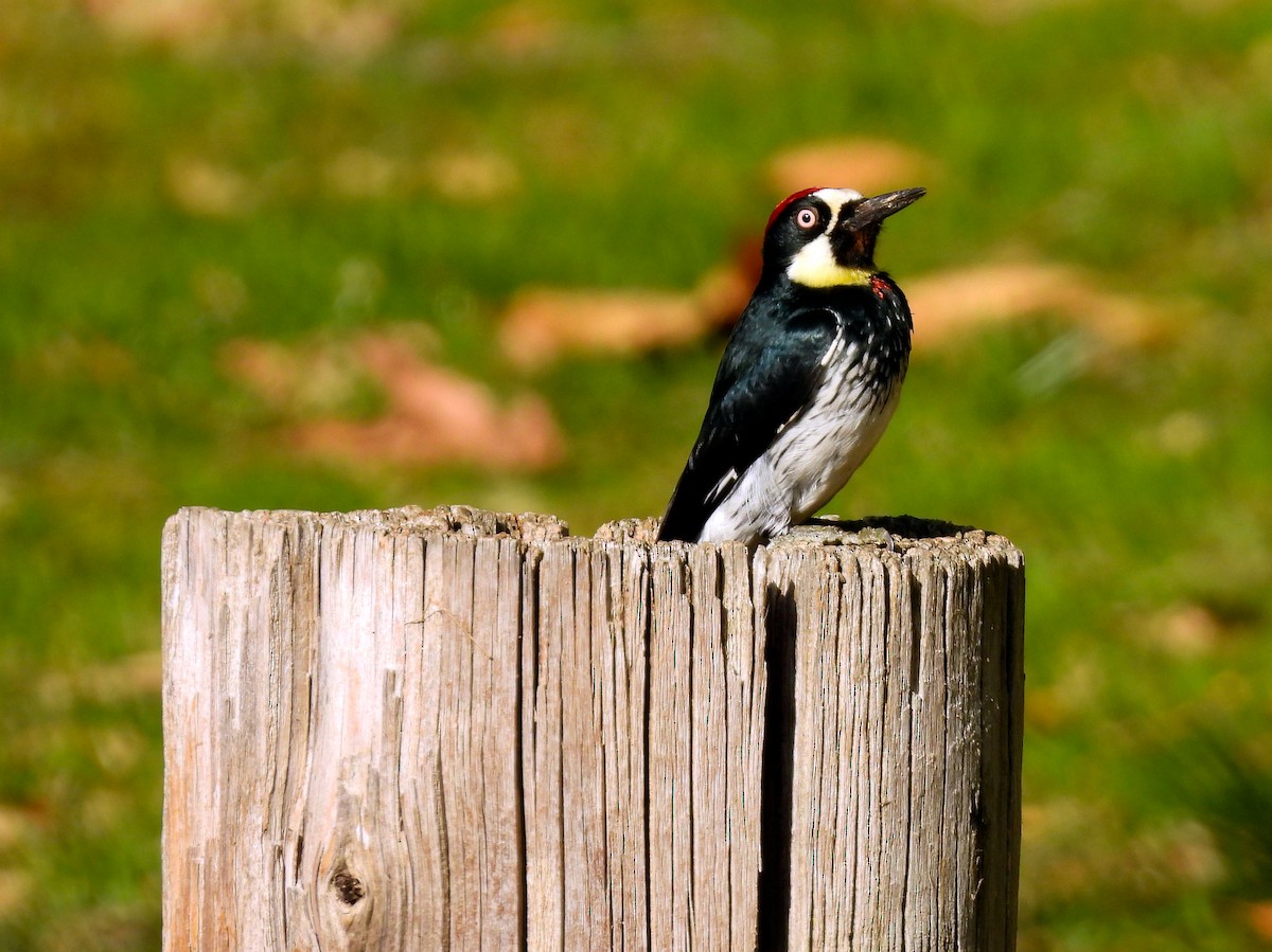 Гіла чорновола - ML646897608