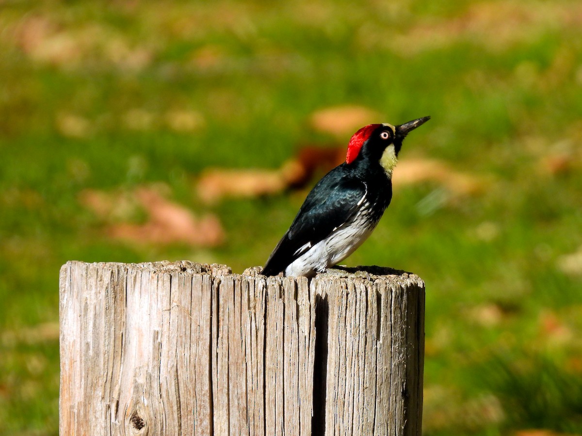 Гіла чорновола - ML646897609