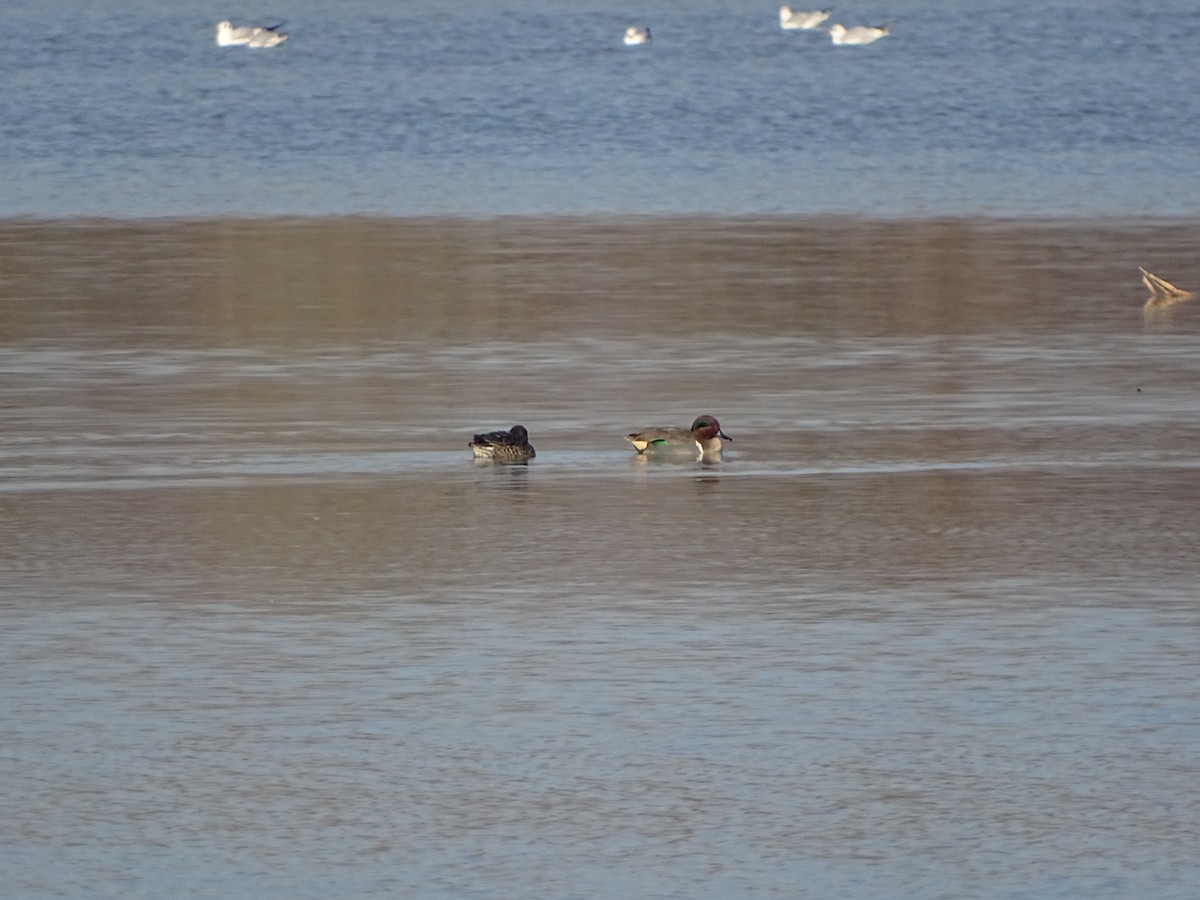 čírka obecná (ssp. carolinensis) - ML646897613