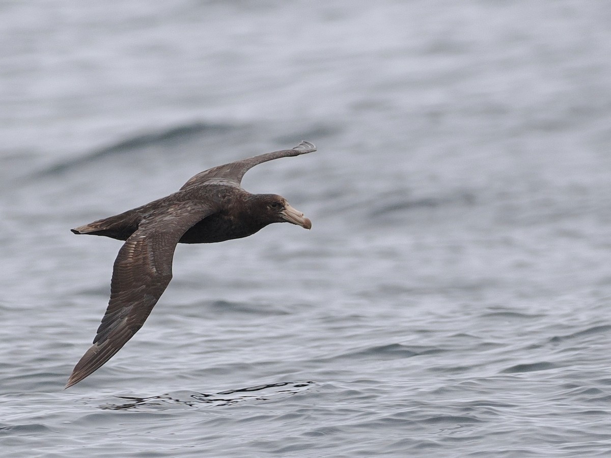 Northern Giant-Petrel - ML646897614