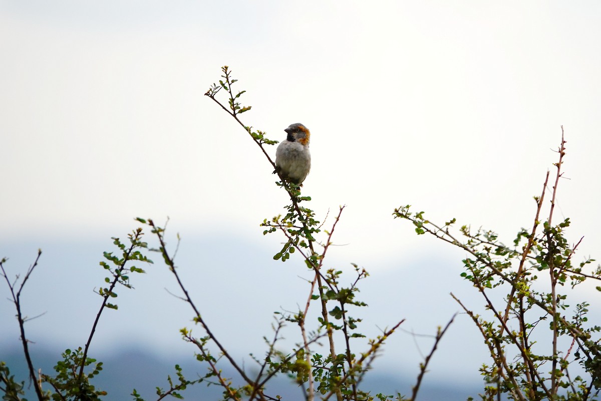 Kenya Rufous Sparrow - ML646897615