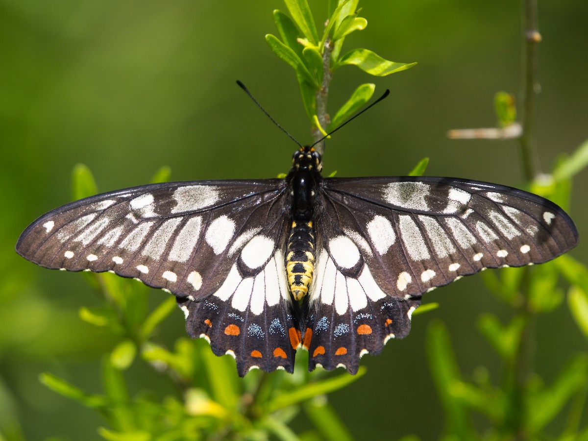 Dainty Swallowtail - ML646897616
