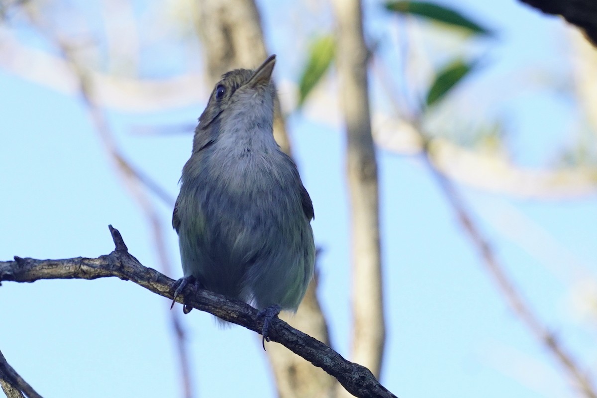 Fulvous-crowned Scrub-Tyrant - ML646897617