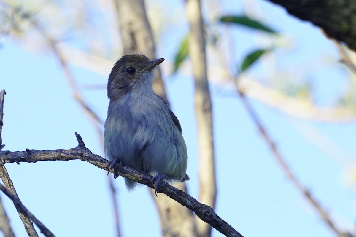 Fulvous-crowned Scrub-Tyrant - ML646897618