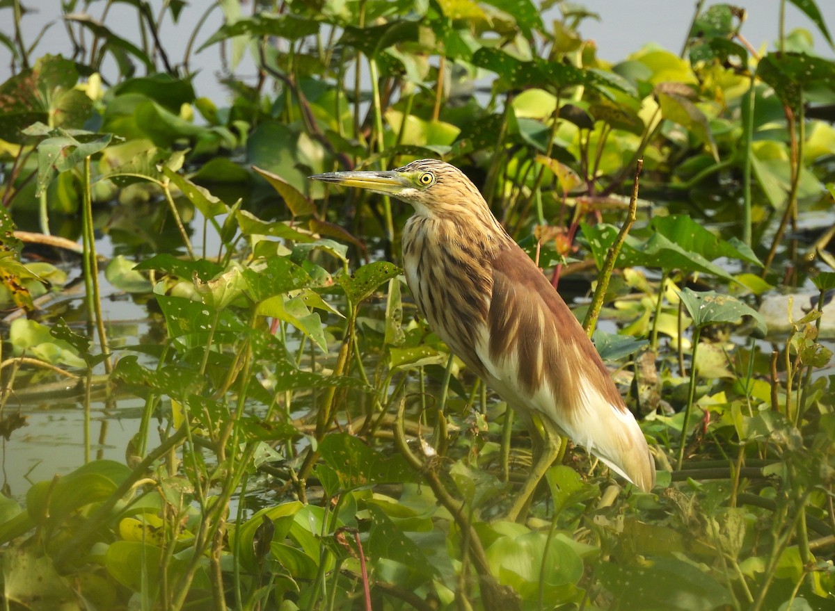 Indian Pond-Heron - ML646897621