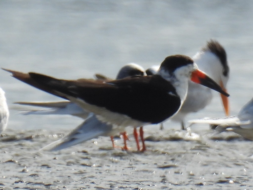 Black Skimmer - ML646897628