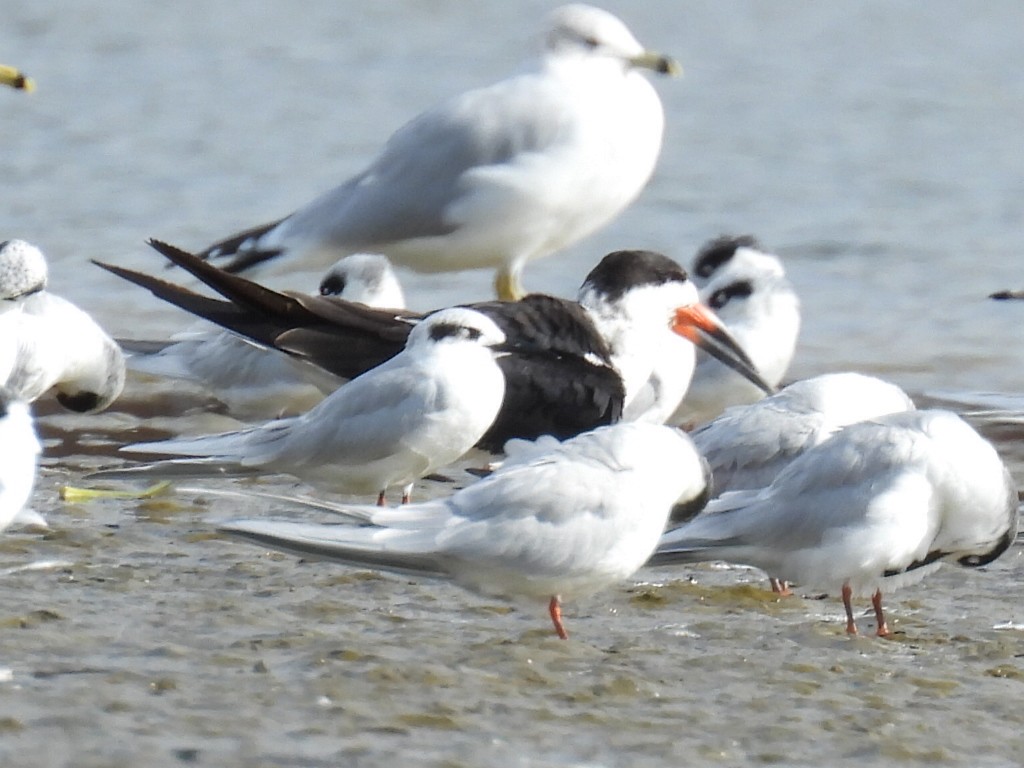 Black Skimmer - ML646897629