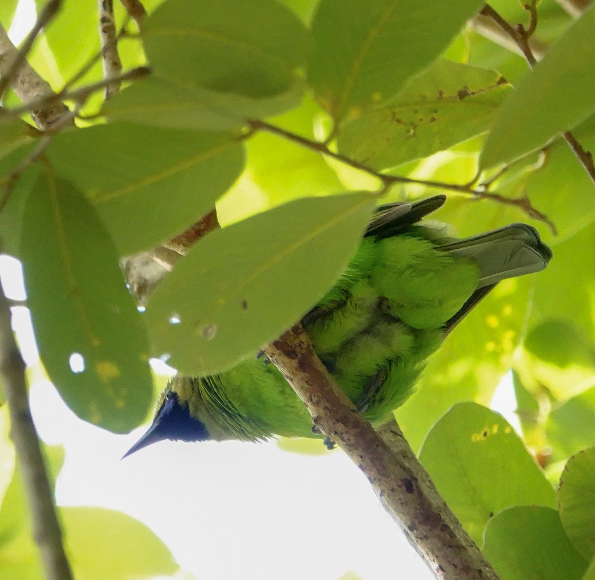 hindubladfugl - ML646897634